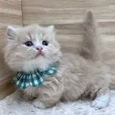 ミヌエット(短足)【愛知県・男の子・2024年1月4日・クリームタビー&ホワイト】の写真4