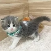 サイベリアン【愛知県・男の子・2024年5月14日・ブルータビー&ホワイト】の写真5