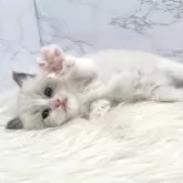 ラグドール【愛知県・男の子・2024年9月13日・ブルーポイントバイカラー】の写真5