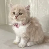 スコティッシュフォールド(立ち耳)【愛知県・女の子・2023年5月31日・クリームタビー&ホワイト】の写真5