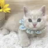 マンチカン(短足)【愛知県・男の子・2024年6月16日・クリームタビー】の写真5