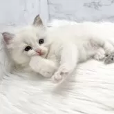 ラグドール【愛知県・女の子・2024年10月23日・ブルーポイントバイカラー】の写真5