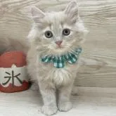 サイベリアン【愛知県・男の子・2022年6月11日・クリームタビー】の写真5