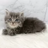 ミヌエット(短足)【愛知県・男の子・2025年11月1日・ブルータビー】の写真10