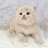 ミヌエット(長足)【愛知県・男の子・2025年10月13日・クリームタビー】の写真10