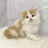 ミヌエット(長足)【愛知県・男の子・2026年2月9日・レッドタビー&ホワイト】の写真10