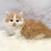 ミヌエット(長足)【愛知県・男の子・2025年10月20日・レッドタビー&ホワイト】の写真10