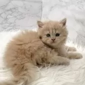 ミヌエット(長足)【愛知県・女の子・2025年11月8日・クリームタビー】の写真10