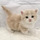 ミヌエット(短足)【愛知県・男の子・2025年11月8日・クリームタビー&ホワイト】の写真10