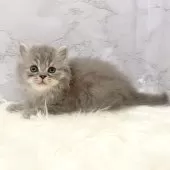 ミヌエット(長足)【愛知県・男の子・2025年10月3日・ブルータビー】の写真10