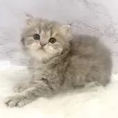 ミヌエット(長足)【愛知県・男の子・2025年9月21日・ブルータビー】の写真10