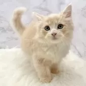 サイベリアン【愛知県・男の子・2025年9月19日・クリームタビー&ホワイト】の写真10