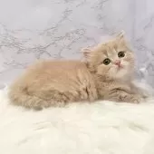 ミヌエット(短足)【愛知県・男の子・2025年9月17日・クリームタビー】の写真11