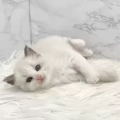 ラグドール【愛知県・女の子・2025年7月31日・ブルーポイントバイカラー】の写真11