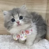 ミヌエット(短足)【愛知県・女の子・2025年1月2日・ブルーパッチドタビー&ホワイト】の写真11