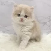 ミヌエット(長足)【愛知県・男の子・2025年10月31日・クリームタビー&ホワイト】の写真11