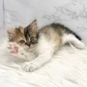 ミヌエット(長足)【愛知県・女の子・2025年5月18日・ブラウンパッチドタビー&ホワイト】の写真11