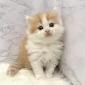 ミヌエット(長足)【愛知県・男の子・2025年10月20日・レッドタビー&ホワイト】の写真11