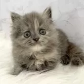 ミヌエット(短足)【愛知県・女の子・2025年10月27日・ブルーパッチドタビー】の写真11