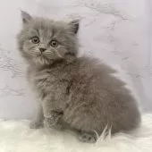 ミヌエット(長足)【愛知県・女の子・2025年9月17日・ブルーパッチドタビー】の写真11