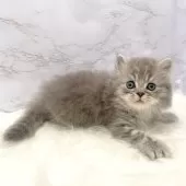 ミヌエット(長足)【愛知県・男の子・2025年10月3日・ブルータビー】の写真11