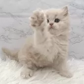 ミヌエット(長足)【愛知県・女の子・2025年11月7日・クリームタビー】の写真11