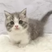 マンチカン(短足)【愛知県・女の子・2025年9月24日・ブルータビー&ホワイト】の写真11