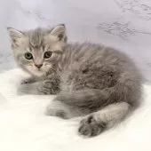 マンチカン(長足)【愛知県・男の子・2025年9月24日・ブルータビー】の写真11