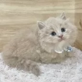 サイベリアン【愛知県・男の子・2024年12月4日・クリームタビー&ホワイト】の写真11