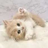 ミヌエット(長足)【愛知県・女の子・2025年9月21日・クリームタビー&ホワイト】の写真11