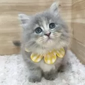 サイベリアン【愛知県・女の子・2025年3月31日・ブルーパッチドタビー】の写真11