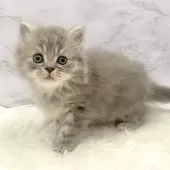 ミヌエット(長足)【愛知県・男の子・2025年10月3日・ブルータビー】の写真12