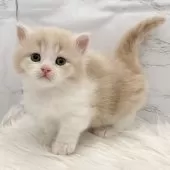 ミヌエット(短足)【愛知県・男の子・2025年11月8日・クリームタビー&ホワイト】の写真12