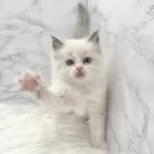 ラグドール【愛知県・女の子・2025年8月6日・ブルーポイントバイカラー】の写真12