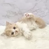 ミヌエット(長足)【愛知県・女の子・2025年9月21日・クリームタビー&ホワイト】の写真12