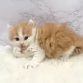 ミヌエット(長足)【愛知県・男の子・2025年10月20日・レッドタビー&ホワイト】の写真12