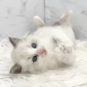 ラグドール【愛知県・女の子・2025年7月31日・ブルーポイントバイカラー】の写真12