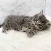 ミヌエット(短足)【愛知県・男の子・2025年11月1日・ブルータビー】の写真13