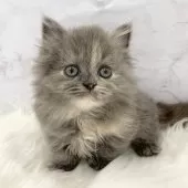 ミヌエット(短足)【愛知県・女の子・2025年10月27日・ブルーパッチドタビー】の写真13