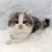 ミヌエット(短足)【愛知県・女の子・2025年11月1日・ダイリュートキャリコ】の写真13