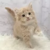 サイベリアン【愛知県・男の子・2025年10月22日・クリームタビー&ホワイト】の写真13