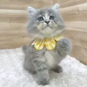 サイベリアン【愛知県・女の子・2025年3月31日・ブルーパッチドタビー】の写真13