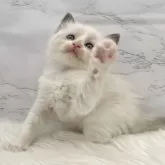 ラグドール【愛知県・男の子・2025年11月1日・ブルーポイントバイカラー】の写真13