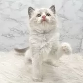 ラグドール【愛知県・女の子・2025年5月20日・ブルーポイントバイカラー】の写真13