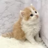 ミヌエット(長足)【愛知県・男の子・2025年10月20日・レッドタビー&ホワイト】の写真13