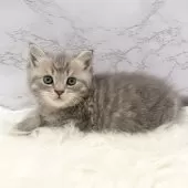 マンチカン(長足)【愛知県・男の子・2025年9月24日・ブルータビー】の写真13