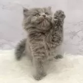 ミヌエット(長足)【愛知県・女の子・2025年9月17日・ブルーパッチドタビー】の写真13