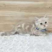 サイベリアン【愛知県・男の子・2025年6月19日・クリームタビー】の写真13