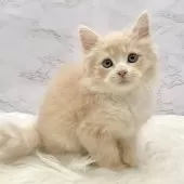 サイベリアン【愛知県・男の子・2025年9月19日・クリームタビー&ホワイト】の写真13