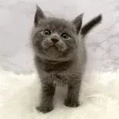 ブリティッシュショートヘア【愛知県・男の子・2025年11月4日・ブルー】の写真14